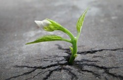خوشبینی - دکتر طباطبایی